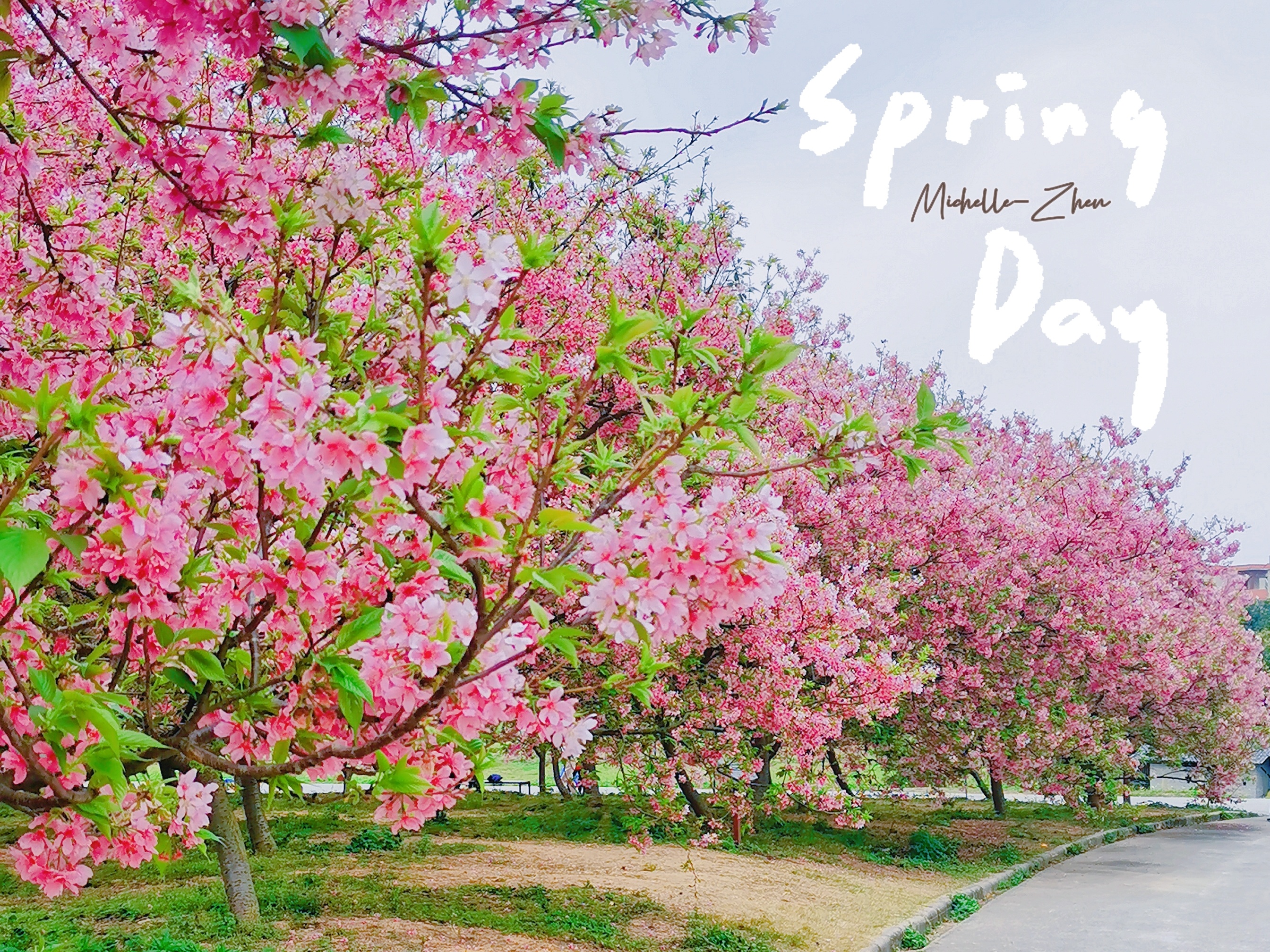 广州周末踏春看花，带父母小孩自驾——天适樱花悠乐园