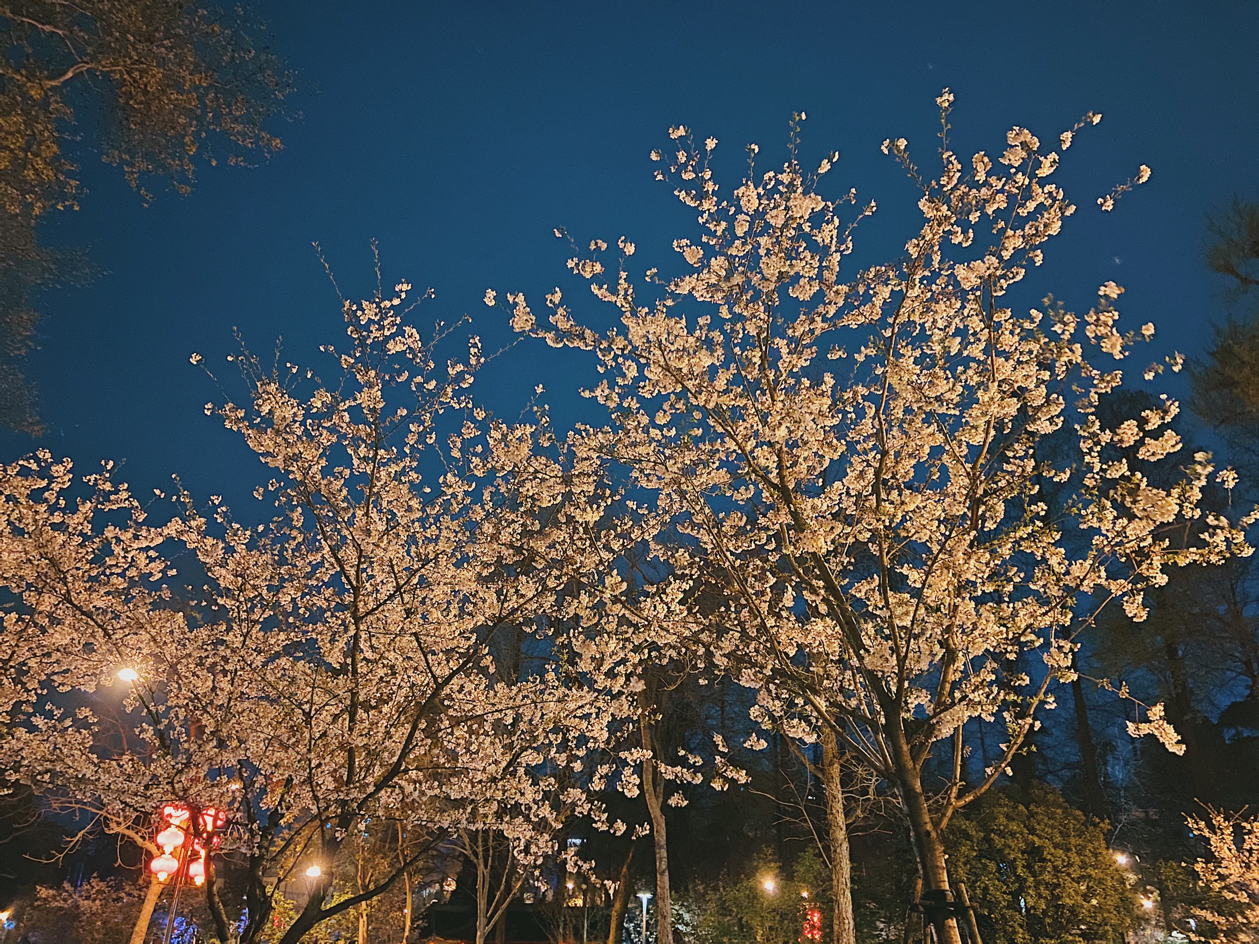 鸡鸣寺夜樱一个接近三月南京最好的机会_鸡鸣寺樱花大道
