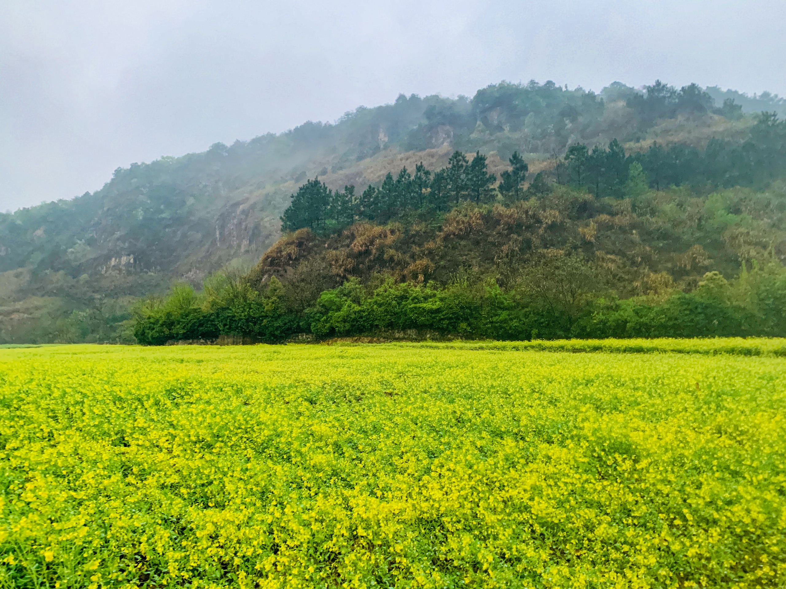 杭州冒雨都要去打卡的油菜花田，位于良渚矿坑探险公园内
