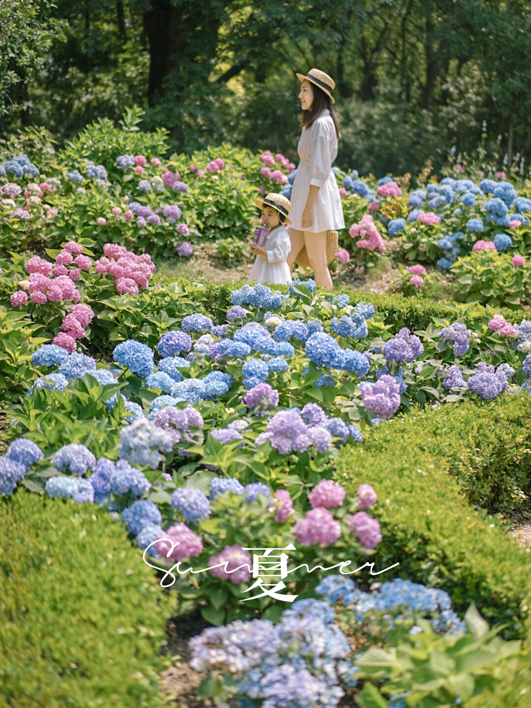 2020上海八仙花展首发|共青森林公园绝美无尽夏绣球花