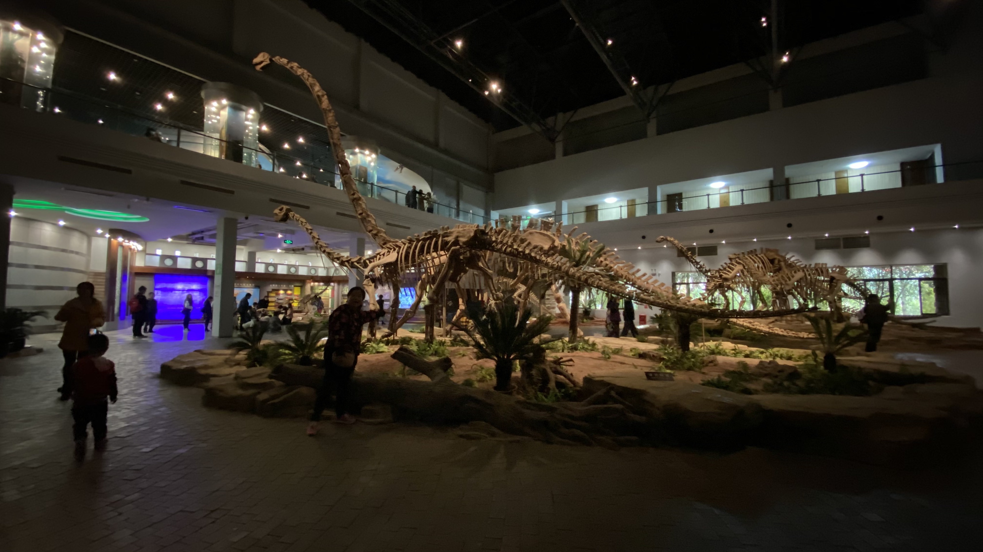 自贡恐龙博物馆-2020最新自贡恐龙博物馆图片大全