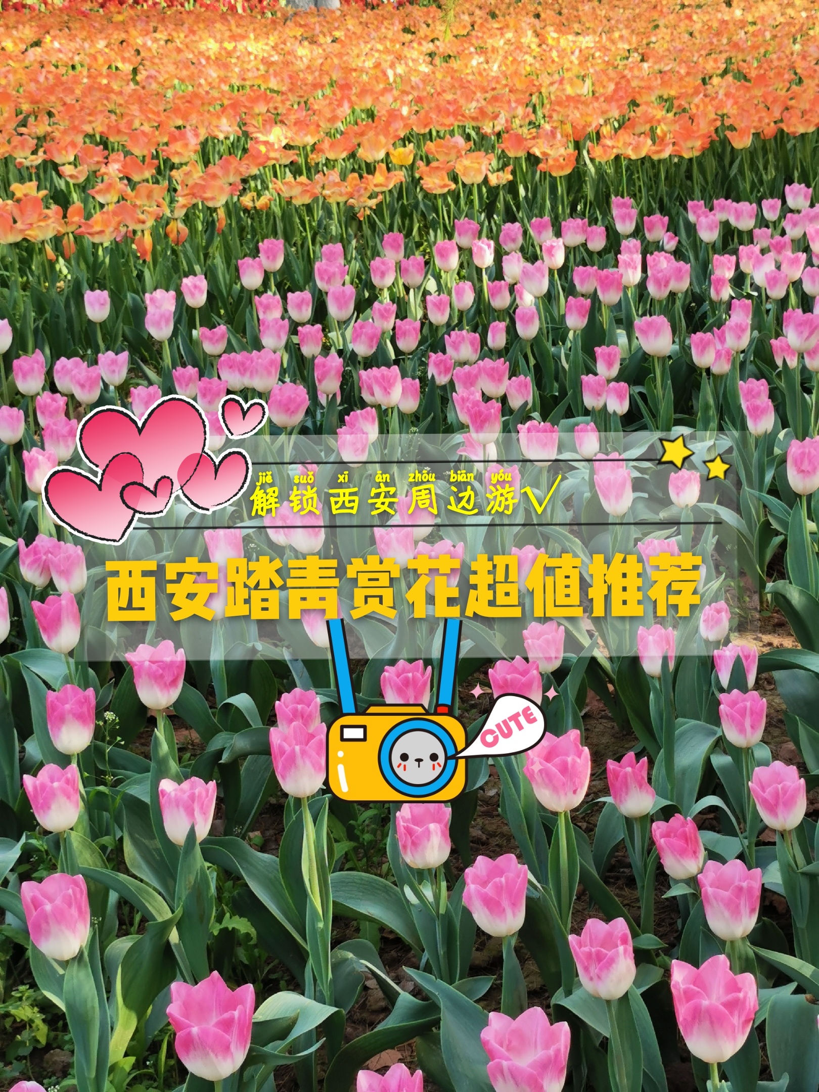 老西安踏青赏花必去景点||兴庆公园郁金香、牡丹花开了-兴庆宫公园