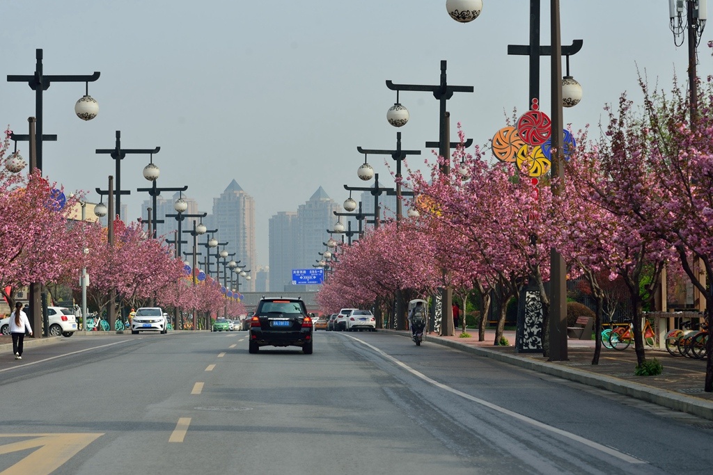 阳春三月，樱花盛开，人们纷纷走出家门，观赏樱花_曲江池遗址公园
