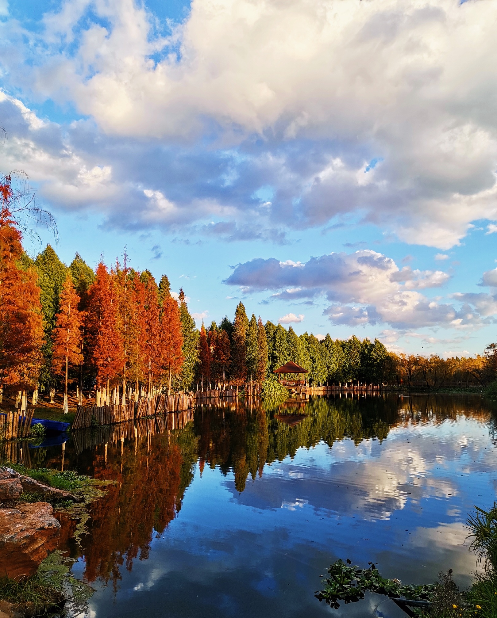 昆明晴朗的冬日，打卡捞鱼河湿地公园满树金色的叶子映衬在蓝天白云下