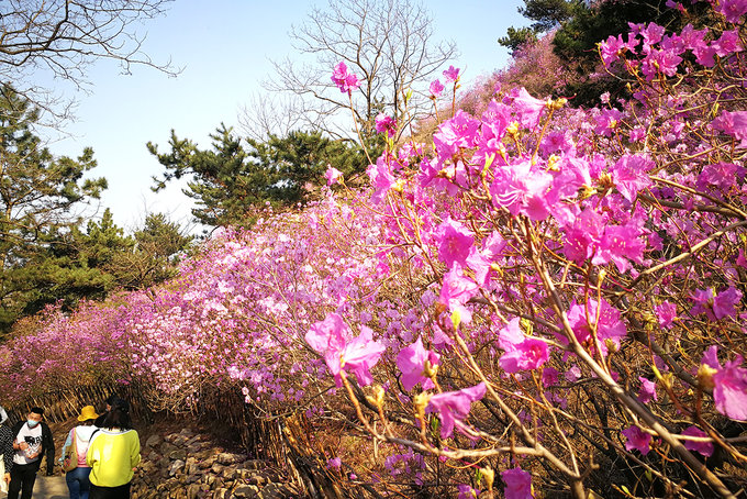青岛大珠山万亩杜鹃花盛放,游啊游,游在花丛里