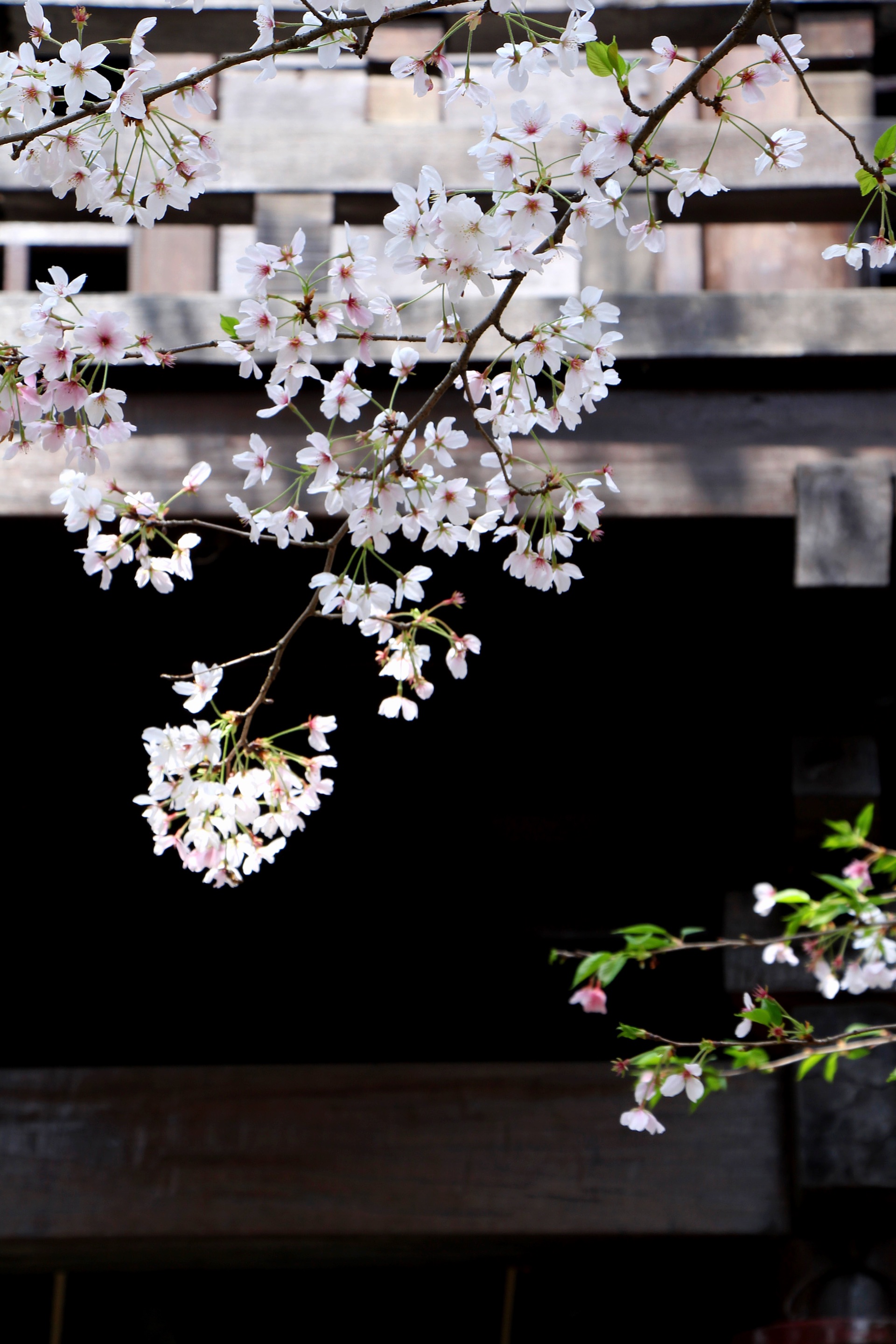 樱花，每一次的相见都宛如初见。打卡无锡鼋渚路1号的鼋头渚风景区