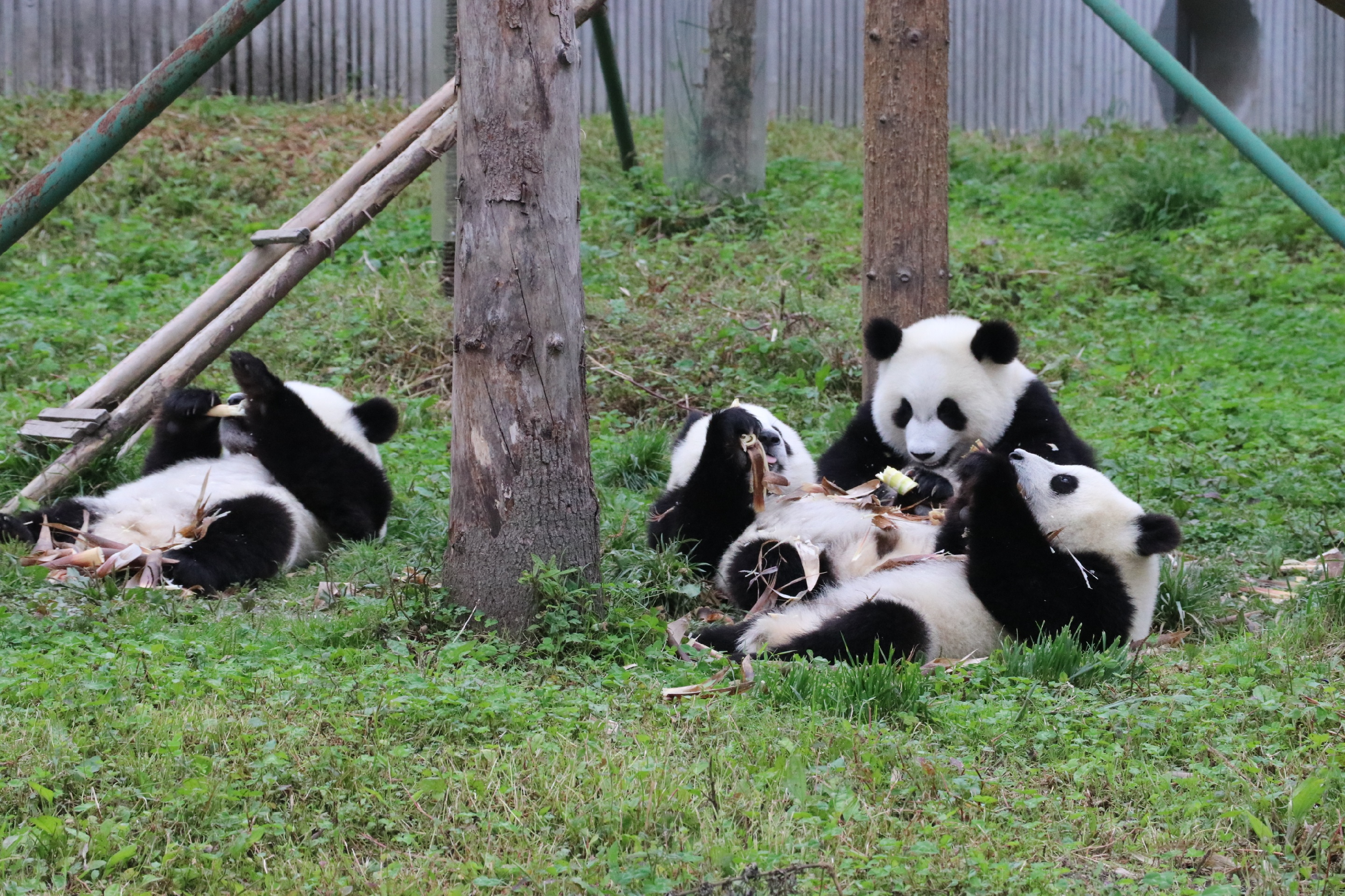 成都周边一个小时车程卧龙中华大熊猫苑神树坪基地 大概可以看到40多只大熊猫
