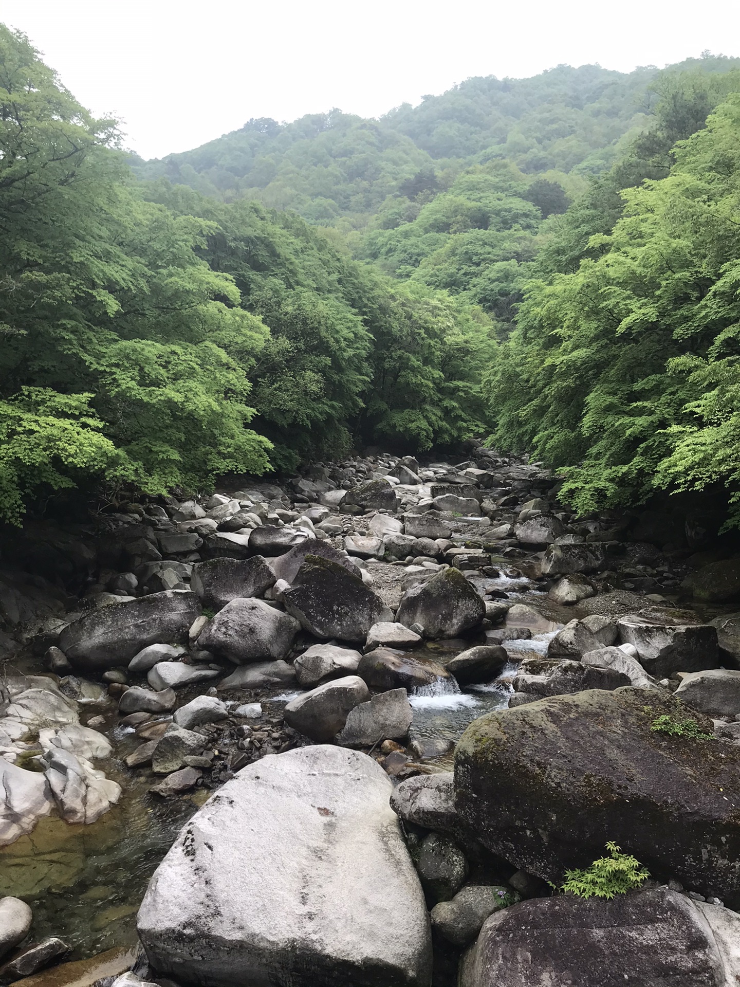 2020最新游米仓山国家森林公园！附景区图片