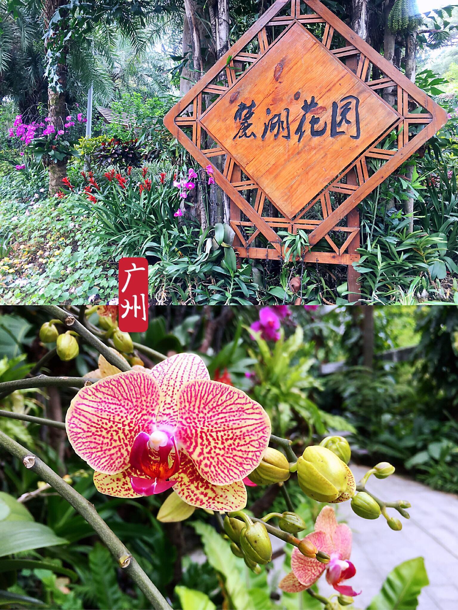 广州0元景点｜可能是最多蝴蝶兰的网红公园_麓湖公园
