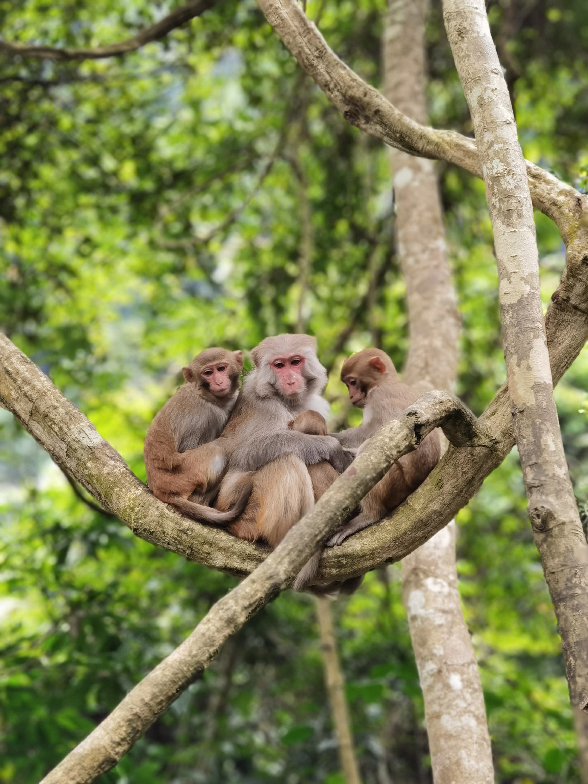 打卡广西龙虎山风景区——这猴子进化得太快了空手进去猴子还轮流搜身