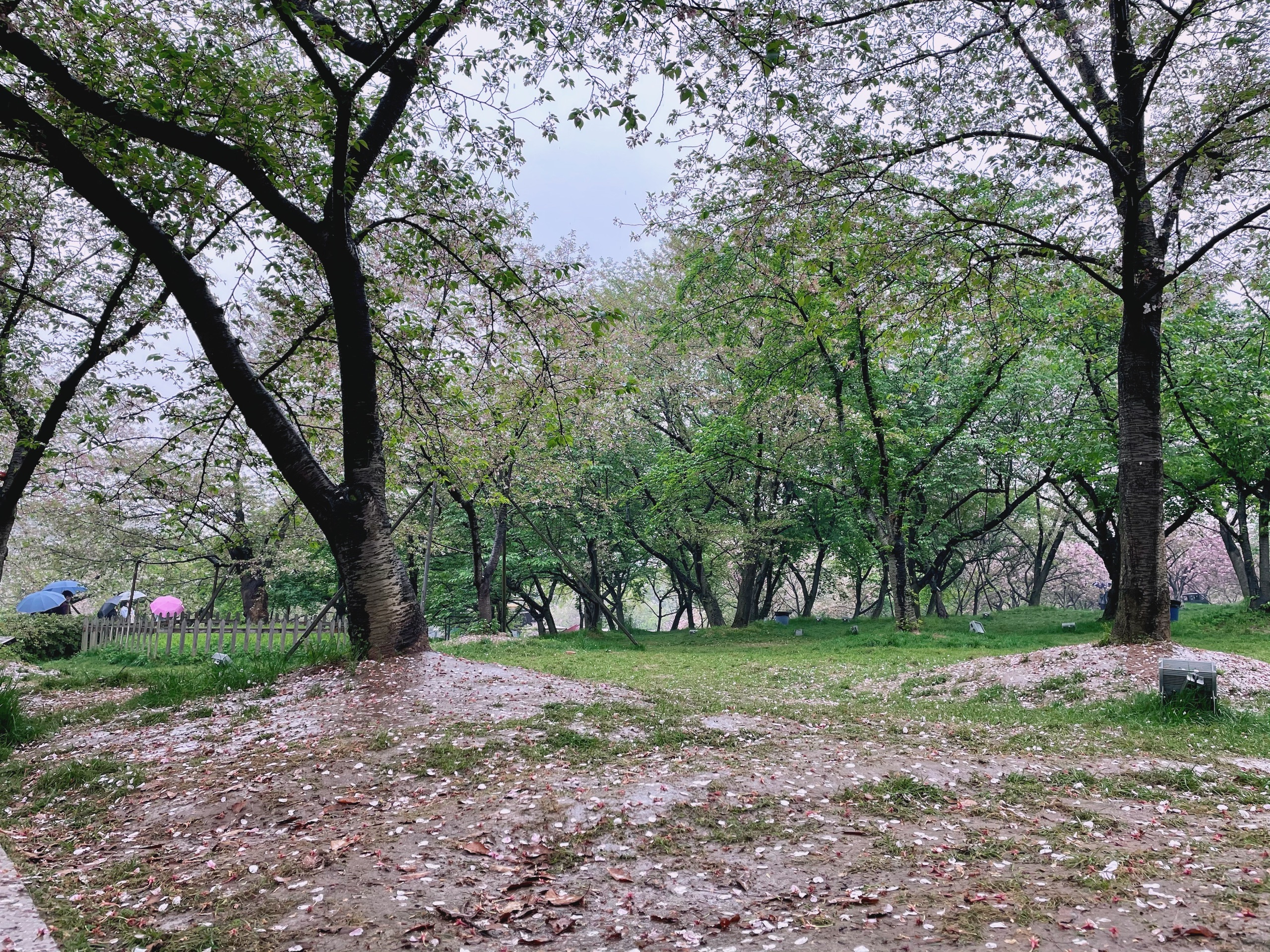 快去东湖樱园抓住樱花季的尾巴——东湖樱花园