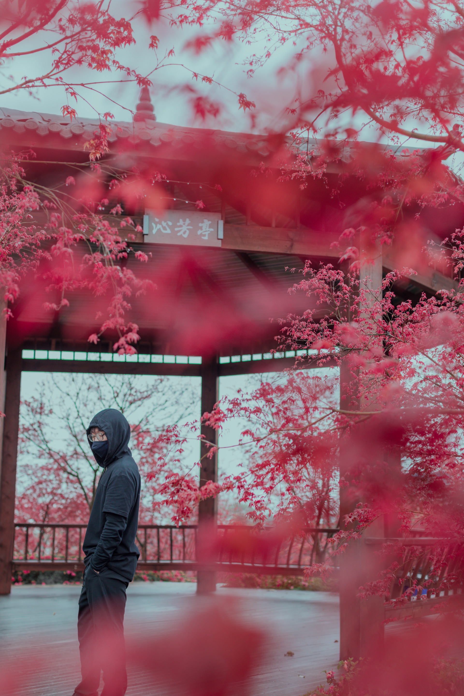重庆超美红叶拍照地此刻正当时_南湖多彩植物园