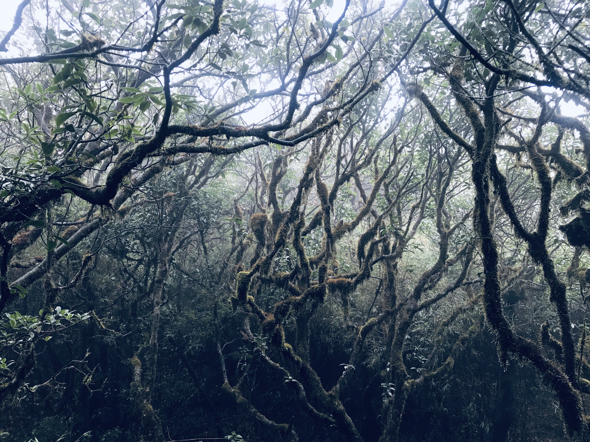 猫儿山—原始森林，走进绿野仙踪
