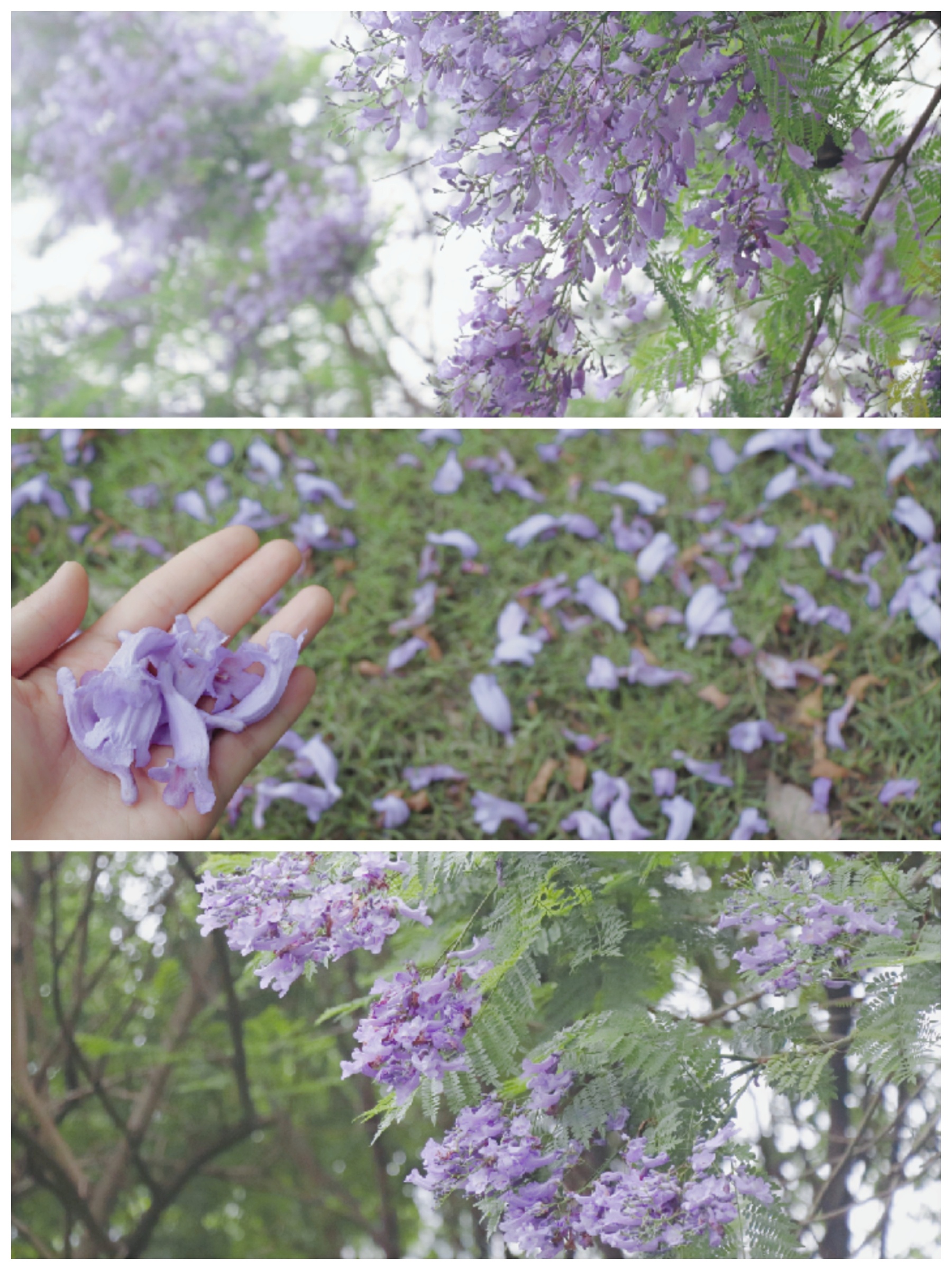 不用去南半球 重庆也有超美的紫色蓝楹花_彩云湖国家湿地公园