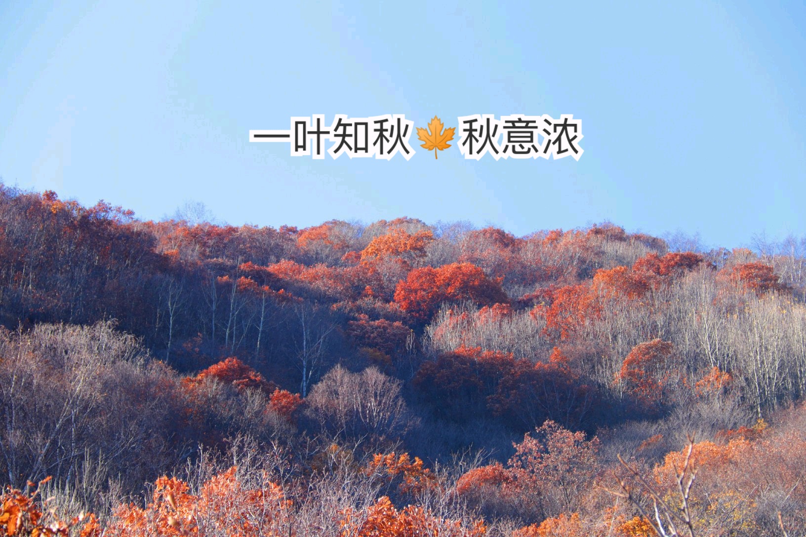 北京周边赏秋！一叶知秋秋意浓-北京喇叭沟原始森林公园攻略