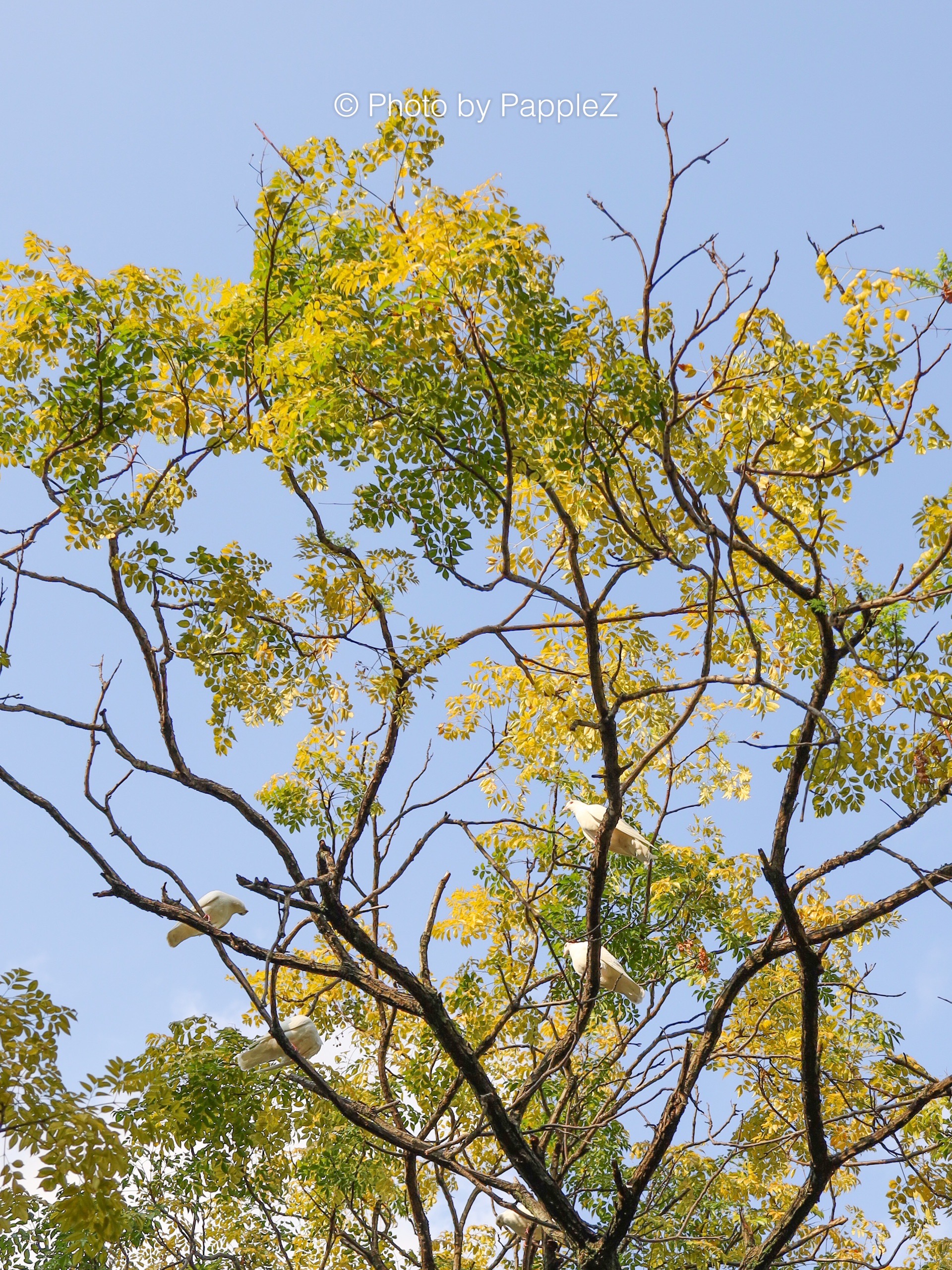 2023打卡福州老牌公园，发现长满鸽子的大树️️_福州温泉公园