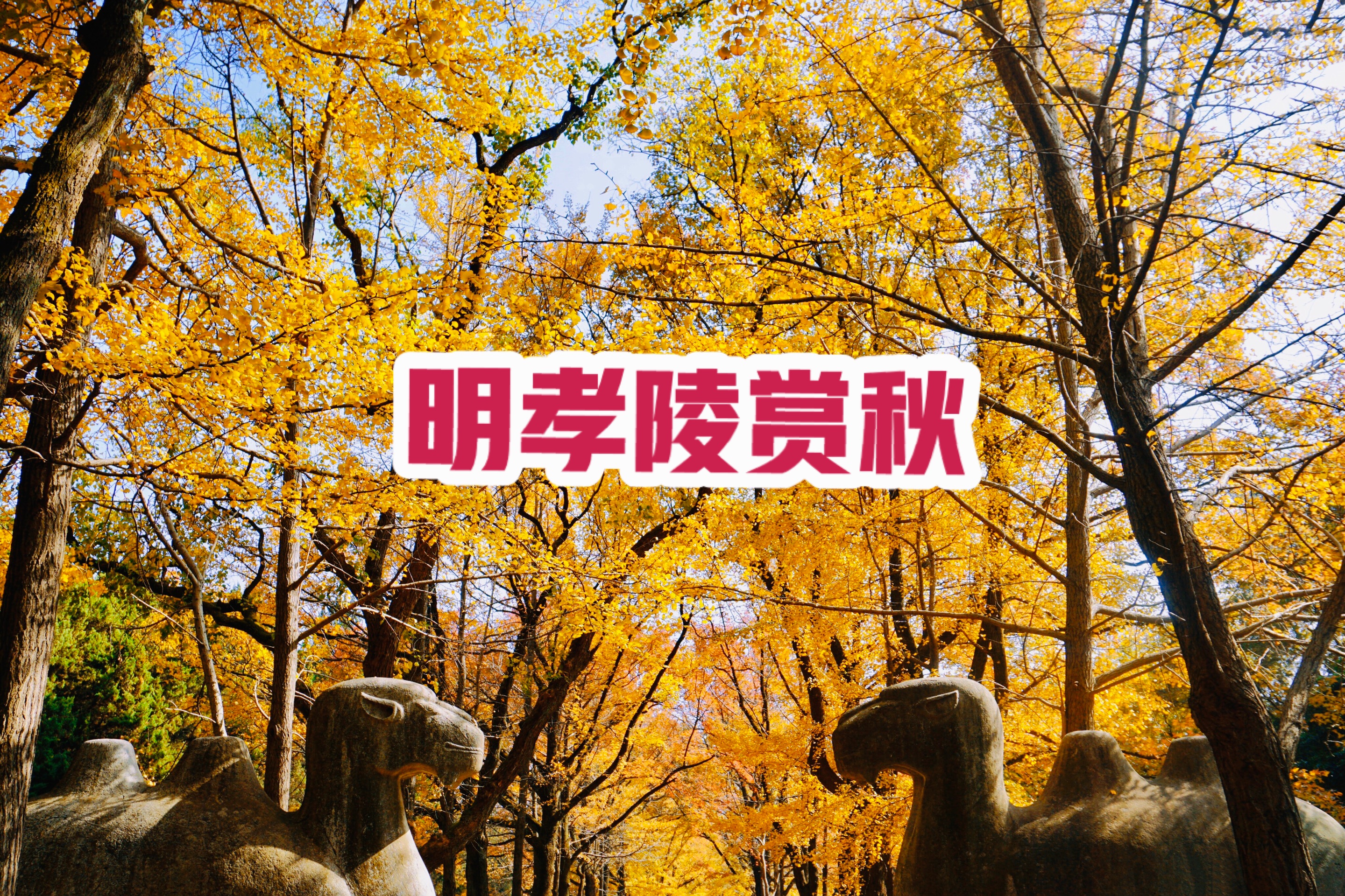 明孝陵景区-南京最美600米深秋美景最佳观赏期值得一去